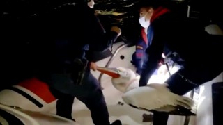 Balıkçı ağlarına takılan yaralı pelikan kurtarıldı