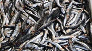 Balıkçılar ağlara yapışan deniz salyası nedeniyle avlanamayınca tezgahtaki balığın fiyatı arttı