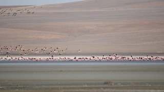 Flamingolar, Düden Gölü'ne erken geldi