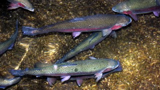 'Fotoperiyot' ile somon yumurtası üretimini ikiye katladı