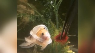 Hareket edemeyen Japon balığına özel can yeleği