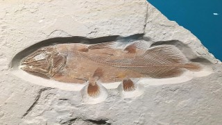 İngiltere'de 66 milyon yıllık balık fosili bulundu