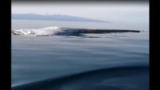 İskenderun Körfezi'nde balıkçıların kamerasına bu kez de ölü balina takıldı