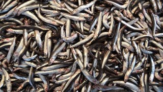 İstanbul'un doğusu ve Kocaeli sınırları hamsi avcılığına açıldı