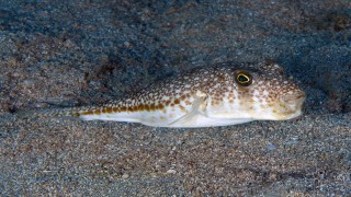 İstilacı türlerin filmi yapıldı 