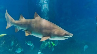 Kum köpek balığının dünyada 11, Türkiye'de 2. üreme alanı Yumurtalık'ta tespit edildi