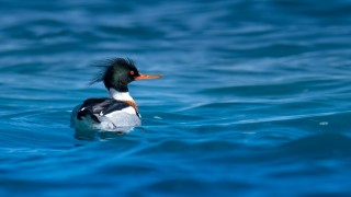 Kuzey ülkelerinin kuşu tarakdiş, Konyaaltı sahilinde görüntülendi
