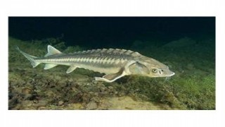 Mersin balığına Trabzon Su Ürünleri Merkez Araştırma Enstitüsü'nden koruma