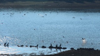 Onaç Baraj göletinde kuş türleri artıyor