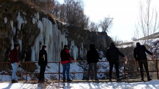 Su samurlarını inci kefali ile beslediler