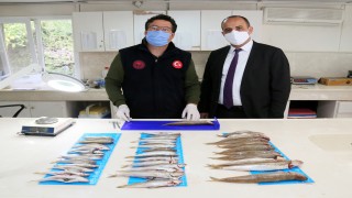 Akdeniz ve Ege'de büyük av baskısı olduğu belirlendi