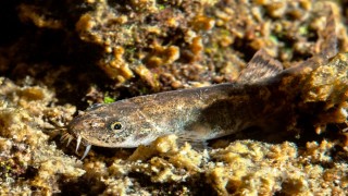 Bilim dünyasını etkileyen Van Gölü'ndeki balık türünün "küçük mercan" olduğu belirlendi