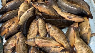 Bolu'da kaçak balık avlayan kişiye 5 bin 455 lira ceza verildi