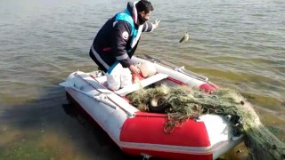 Büyükçekmece Gölü'nde kaçak olarak avlanılan 2 ton canlı balık suya bırakıldı