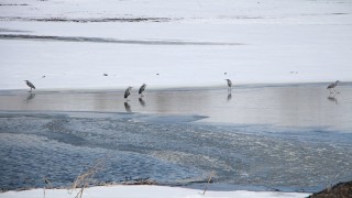 Karlıova'da gölet üzerindeki buzlar eridi, balıkçıllar geldi