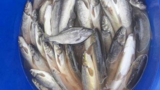 Malatya'da oltayla kaçak balık avlayan 22 kişiye 17 bin 855 lira ceza