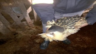 Nesli tükenmekte olan Hint gölet balıkçıl kuşu, donmak üzereyken bulundu