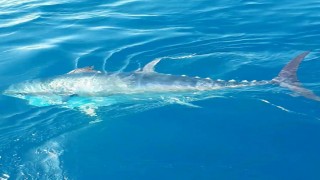 Orkinos sürüsünü balıkla beslediler