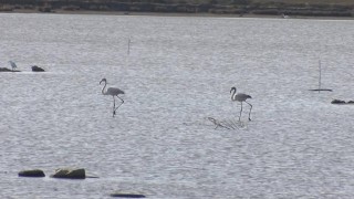 Turizm cenneti Milas flamingolara yuva oldu