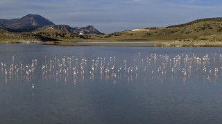 Yarışlı Gölü'nün misafirleri flamingolar geldi