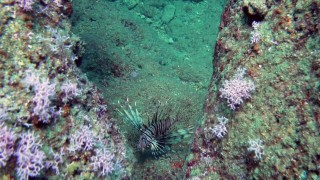 Aslan balıkları falezlerin habitatını değiştirdi