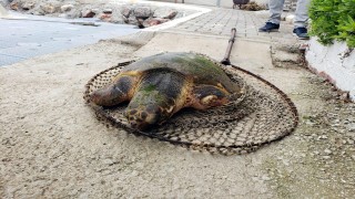 Ateşli silahla vurulan caretta caretta için zamanla yarıştılar