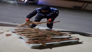 Balık halinde 8 tane camgöz köpek balığına el konuldu