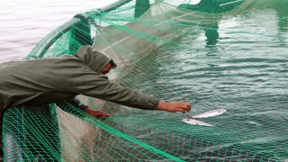 Fırat Nehri'nde yetiştirilen somon balıkları 54 ülkeye ihraç ediliyor