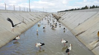 Göç yolundaki leyleklerin 'kanal' molası 