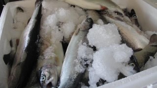 Hatay ve Afrin'deki ihtiyaç sahibi 5 bin aileye 6 ton alabalık dağıtıldı