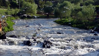 İnci kefali göçü için sevindiren su seviyesi yükselişi
