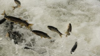 İnci kefalini 7/24 koruyan ekiplere 11 araç tahsis edildi