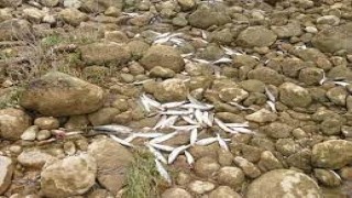 Kahramanmaraş'ta Keşiş Deresi'ndeki balık ölümlerinin nedeni araştırılıyor