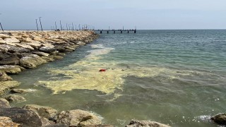 Kıbrıs akasyası, deniz yüzeyinde sarı tabaka oluşturdu