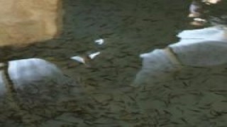 Van'da alabalık tesisleri denetlendi