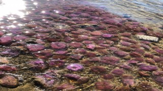 Arsuz'da mor renkli zehirli denizanaları kıyıya vurdu