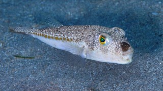 "Balon balığı alımı kararı" Antalya'da sektör temsilcilerini sevindirdi