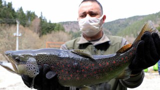 Bolu'da her yıl yüz binlerce alabalık göl, gölet ve derelere salınıyor