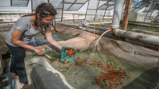 Cam sera içinde süs balığı yetiştiriyor