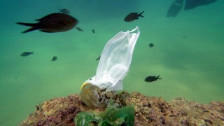 'Caretta carettalar, poşetleri denizanası diye yiyor'