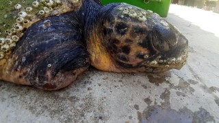 Daha önce yaralı bulunan caretta caretta'nın bu kez ölü bedenine ulaşıldı