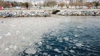 Deniz salyası "sahte dip yapısı" oluşturarak balıkları olumsuz etkiliyor