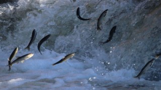 Fotoğraf tutkunları Van'da inci kefali göçünü izledi