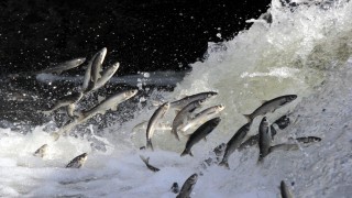 İnci kefalinin fotoğraflarını çekip ABD'de tanıtıyor