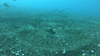 İzmarit balıklarının yuva telaşı