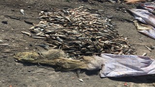 Kaçak 500 kilo inci kefali avlayan 14 kişiye, 26 bin TL ceza