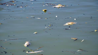 Karasu Nehri'nde görülen balık ölümleri için inceleme başlatıldı