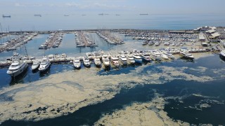 Pendik Marina'yı deniz salyaları kapladı 