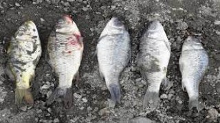 Sorgun Hoşumlu Göleti'nde balık ölümleri