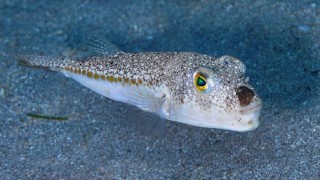 Tropikal balıkların kıyılara yanaşması geçici bir durum